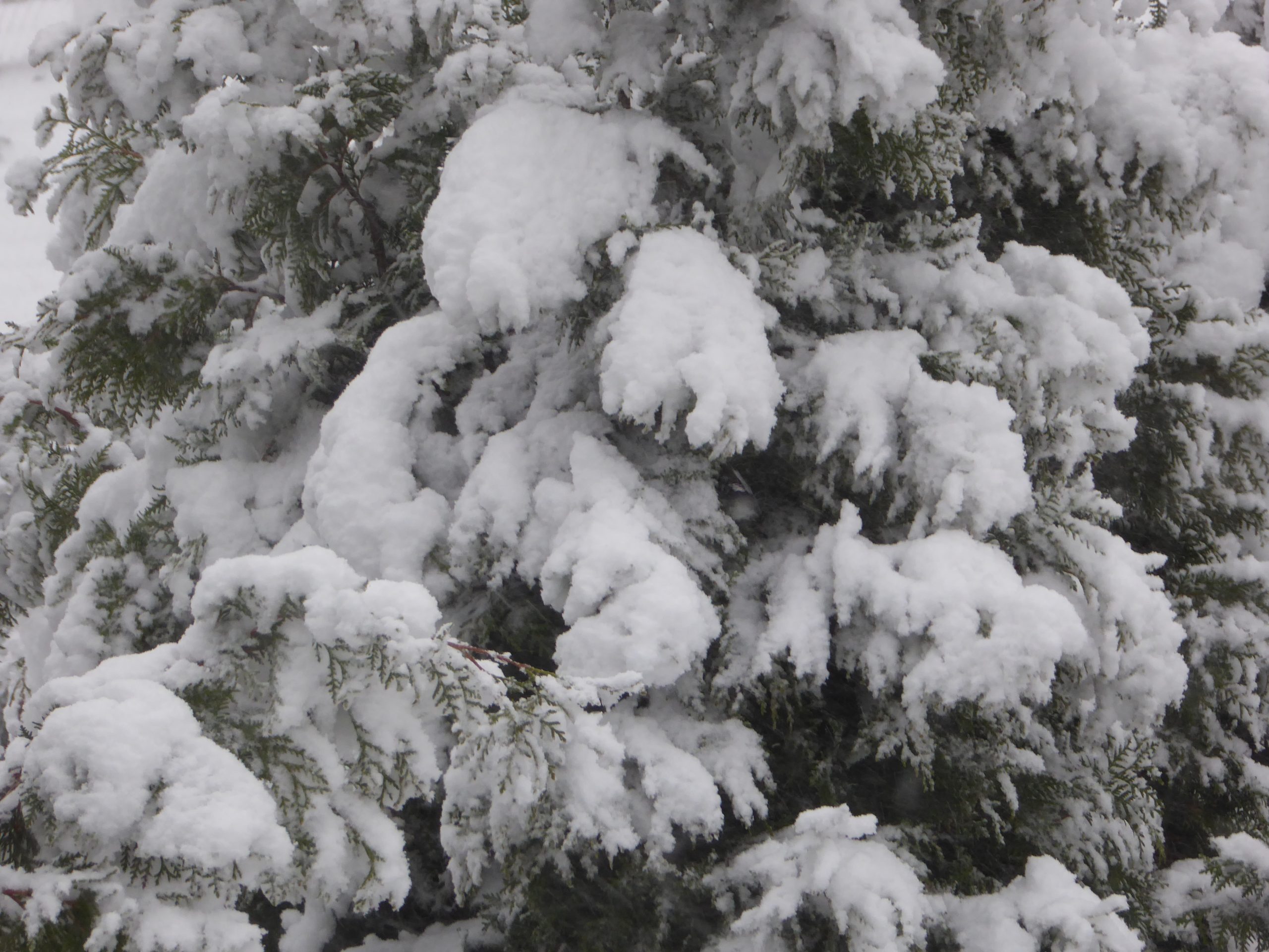 12 Winter 1