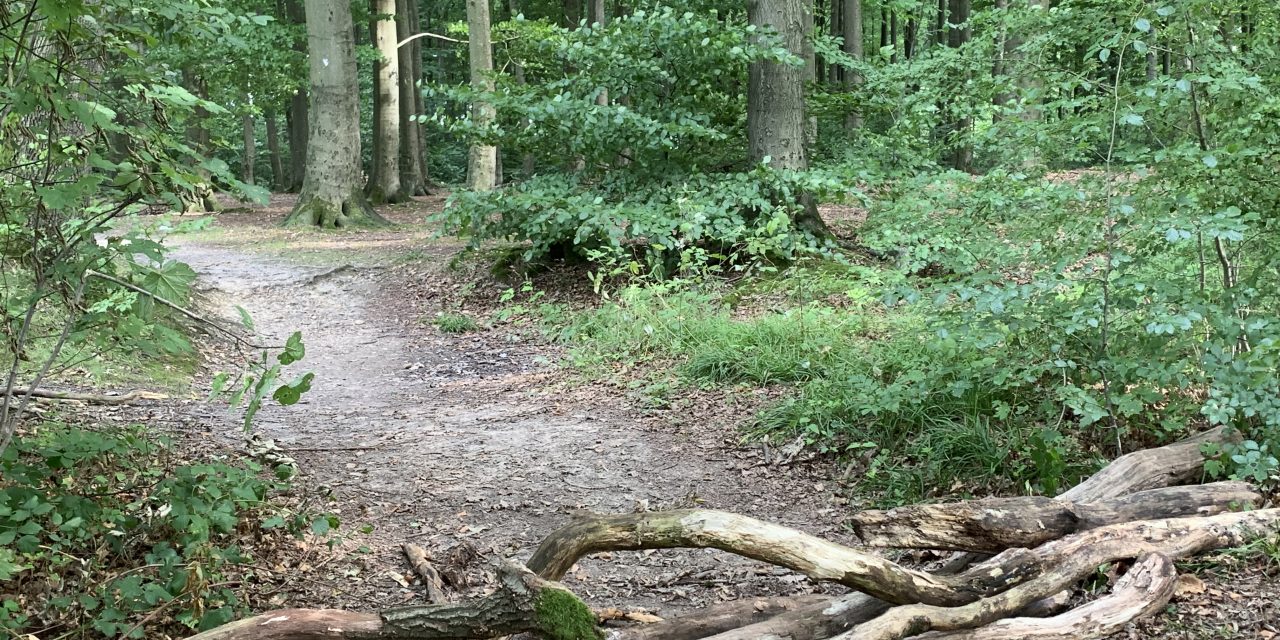 Waldbaden – die Zweite