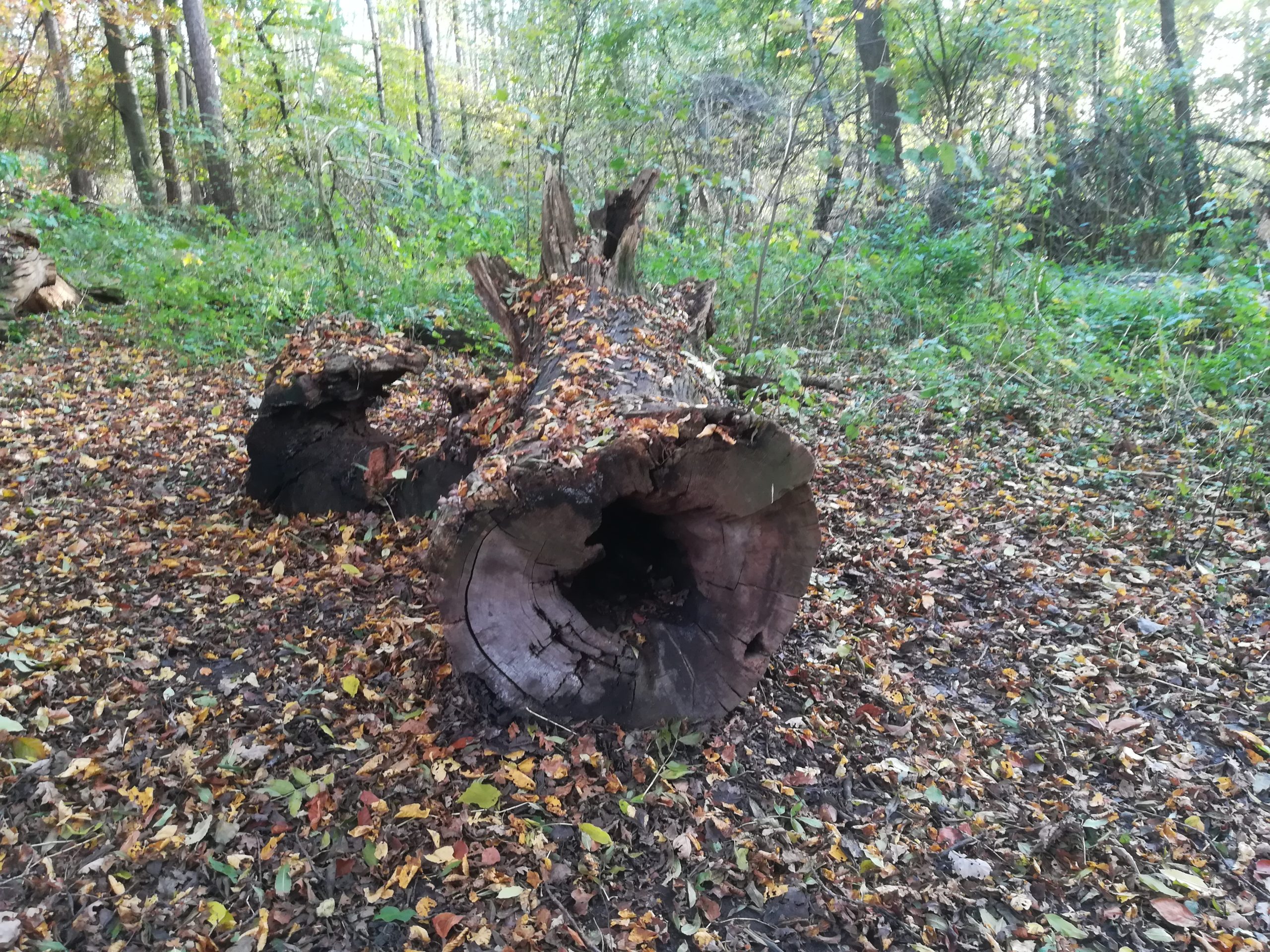 10 Wald